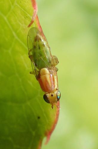 Réf. 186 422 : Meromyza sp.